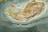 Gary Green Jasper (Larsonite) Bog Wood Slab - Oregon #377780-1